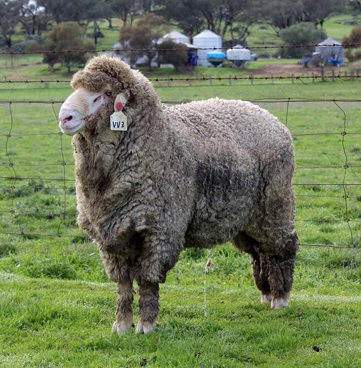 Bundilla-Merino-RamSire-VV3140033-01 - Bundilla Poll Merino Stud