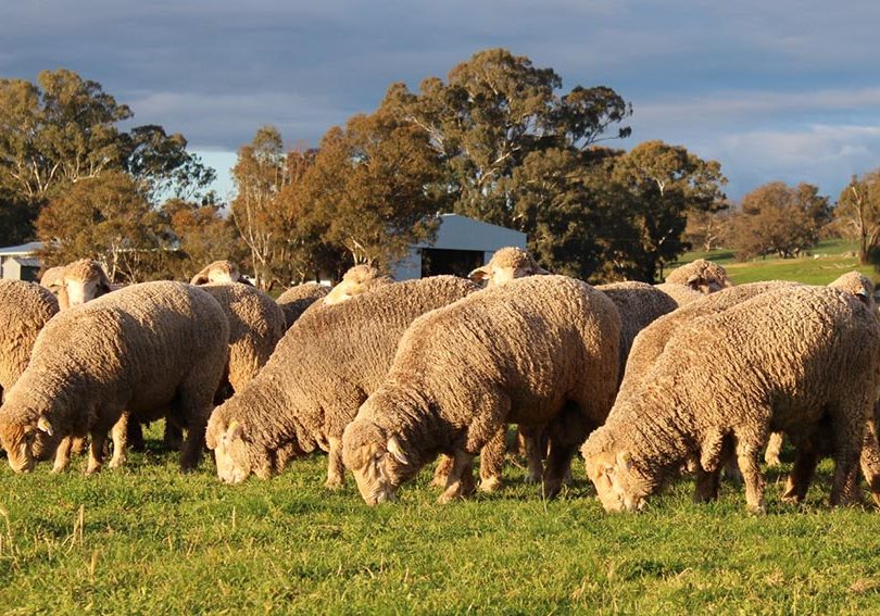 Bundilla Ram Sale – Bundilla Poll Merino Stud